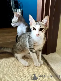 Фото №3. Продается милый очаровательный маленький персидский кот, свяжитесь с WhatsApp. Финляндия