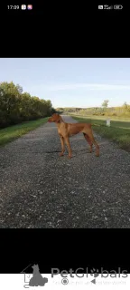 Дополнительные фото: Венгерские короткие венгерские щенки