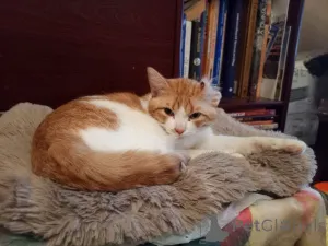 Фото №4. Продам  в Москве реке частное объявление - цена Бесплатно