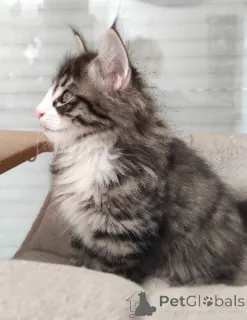 Фото №1.  - купить в Хельсинк-Уусимаа за Бесплатно. Объявление №165774