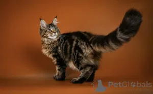 Фото №3. Встречайте Лео, нашего маленького льва, с сердцем, полным мужества и любви!. Германия