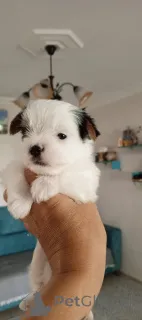 Фото №4. Продажа бивер-йоркширского терьера в Баликесир заводчик - цена 53921₽