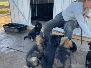 Дополнительные фото: Entzückende Deutsche Schäferhundwelpen suchen ein Libevolles Zuhause für immer.