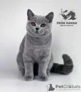 Фото №3. British Shorthair blue. Беларусь