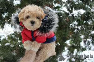 Фото №3. МальтиПу мини щенки MaltiPoo.  Украина