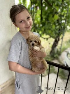 Дополнительные фото: Милые и верные друзья