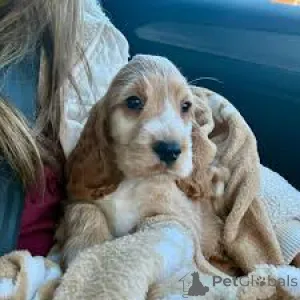 Фото №2 к объявлению №164091 о продаже английского кокер-спаниеля - купить в Бельгии частное объявление, заводчик