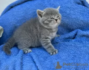 Фото №3. British shorthair kittens white and silver tabby with pedigree. Болгария