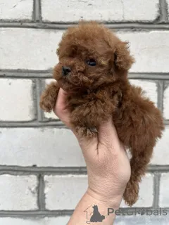 Дополнительные фото: Toy poodle /teacup puppies