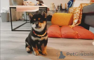 Дополнительные фото: Щенки японской сиба-ину.