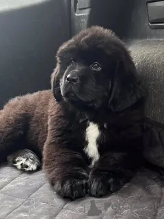 Фото №1. ньюфаундленд - купить в Айзлинген за 41745₽. Объявление №157799