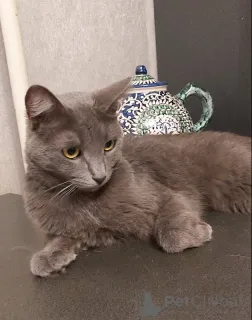 Дополнительные фото: Дымка, русская голубая в добрые руки.