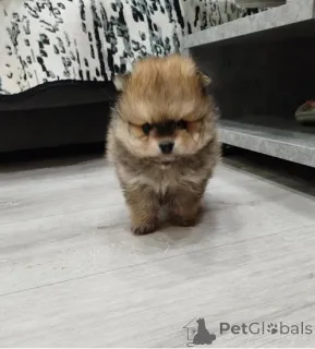 Дополнительные фото: Красивые щенки Pomeranian Spitz
