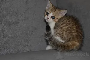 Дополнительные фото: Породные Шотландские котята