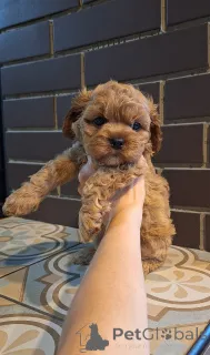 Дополнительные фото: Юлия Кожухар