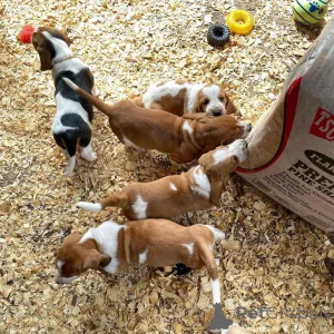 Фото №1.  - купить в Bad Soden-Salmünster за договорная. Объявление №166360