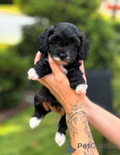 Фото №1. кинг-чарльз-спаниель - купить в Флориде за договорная. Объявление №154268