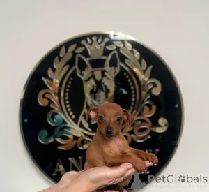 Фото №3. Чистый 100% заводчик, имеющий лицензию миниатюрного пинчера.  Босния и Герцеговина