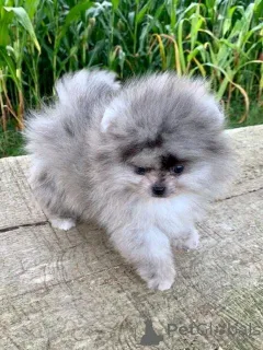 Фото №1. померанский шпиц - купить в Аугсбург за договорная. Объявление №167013