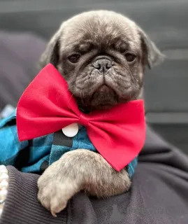 Дополнительные фото: 2 Blue Merle Pug Boys