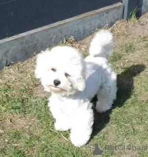 Фото №3. Bichon Bichon Frise puppies fo sale.  Германия