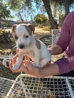 Фото №1. джек-рассел-терьер - купить в Лиссабон за 64937₽. Объявление №165953