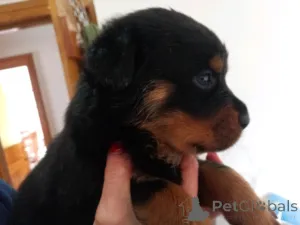 Фото №2 к объявлению №160020 о продаже ротвейлера - купить в Латвии частное объявление