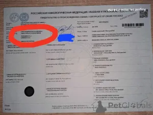 Дополнительные фото: Австралийские щенки скотоводства для продажи мужчины и женщины