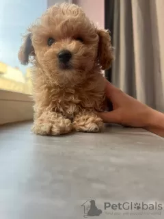 Дополнительные фото: Maltipoo F1 Mini / Мальтипу Ф1 мини