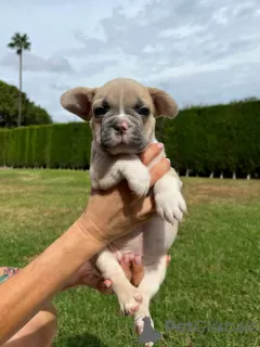 Фото №3. Puppies for sale Very cute French bulldog puppies.  Испания