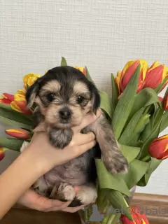 Дополнительные фото: Puppies of a Chinese crested dog