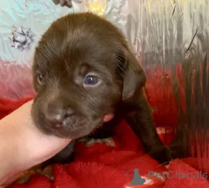 Дополнительные фото: Потрясающие 5-звездочные шоколадные лабрадоры