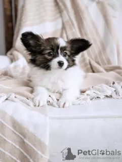 Фото №3. Papillon Puppy доступен.  Литва