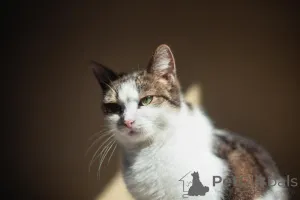 Дополнительные фото: Очаровательная Ария ищет дом.