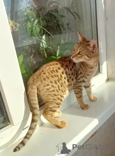 Дополнительные фото: Savannа f6