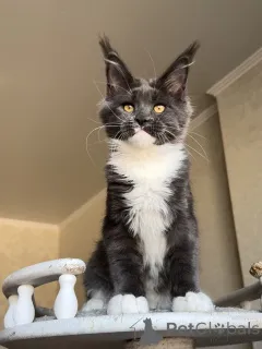 Фото №1. мейн-кун - купить в Эттельбрюк за договорная. Объявление №156488