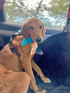 Фото №2 к объявлению №159233 о продаже беспородную - купить в России частное объявление