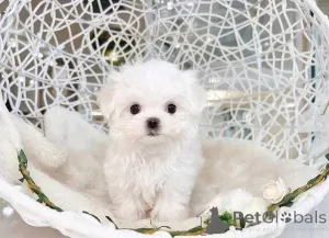 Фото №2 к объявлению №161136 о продаже  - купить в США 