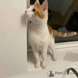 Фото №2 к объявлению №145314 о продаже европейская короткошерстная - купить в Франции из приюта