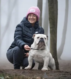 Фото №1. английский бульдог - купить в Ljig за договорная. Объявление №141884