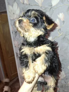 Дополнительные фото: Щенки Йоркширского Терьера