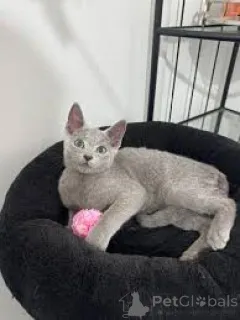 Фото №3. Русские голубые котята нуждаются в вечно закрытых домах. Великобритания