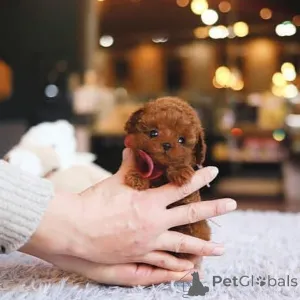 Фото №1. мальтийская болонка - купить в Брадентон за договорная. Объявление №154338