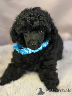 Фото №3. Элегантный игрушечный пудель.  Сербия