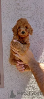 Фото №4. Продажа пуделя (той) в Белграде частное объявление - цена договорная