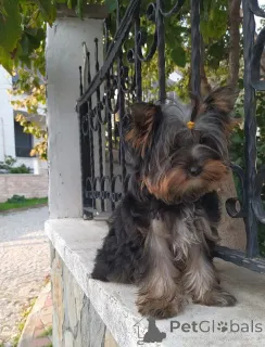 Фото №3. Йорочка Бусинка для большой любви.  Турция