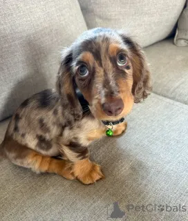 Фото №1. такса - купить в Хельсинки за 46384₽. Объявление №163632