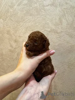 Фото №2 к объявлению №154838 о продаже пуделя (той) - купить в России заводчик