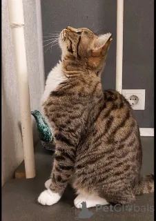 Дополнительные фото: Кошка Сима с зелёными глазами в добрые руки.