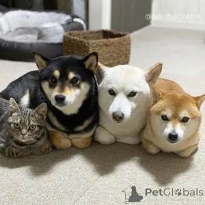 Дополнительные фото: Японский сиба-ину